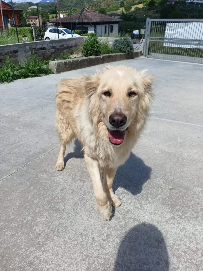 Master magnifico cane cerca adozione