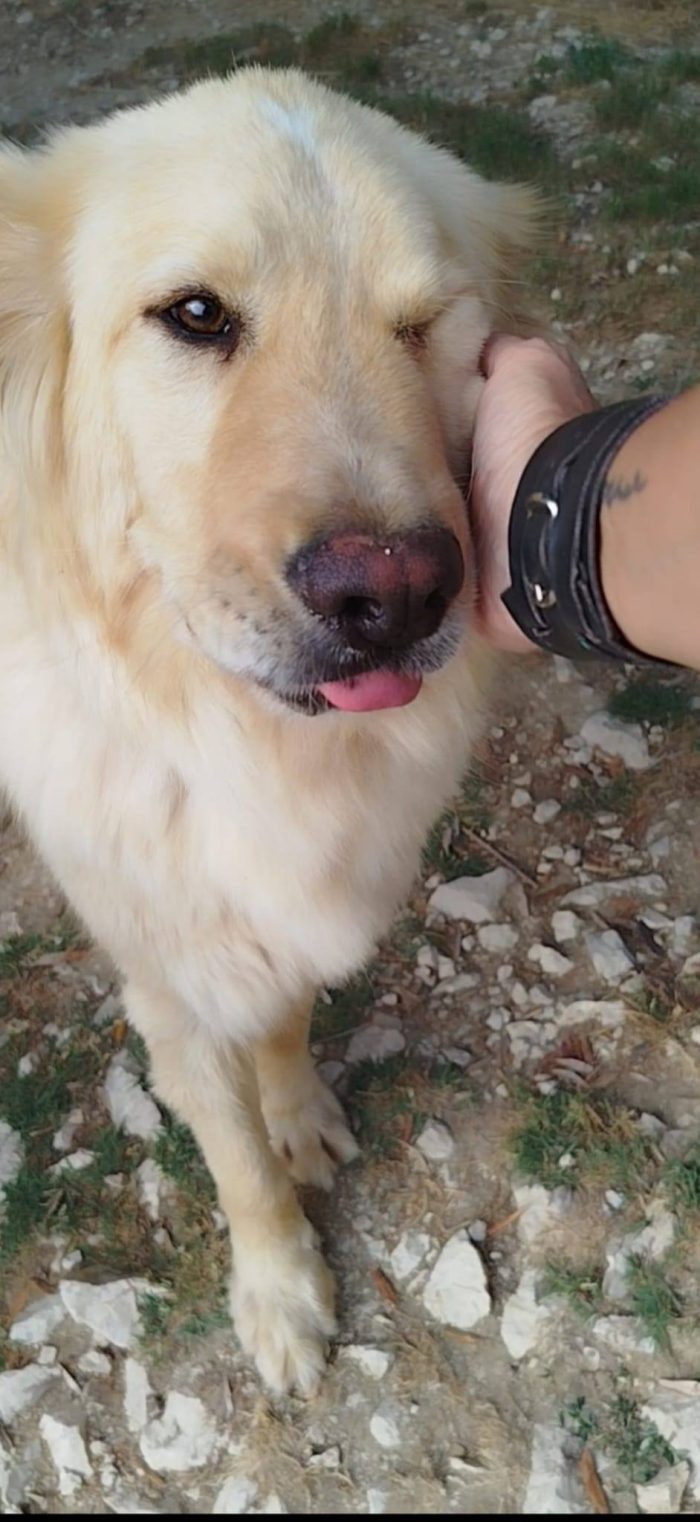 Master magnifico cane cerca adozione