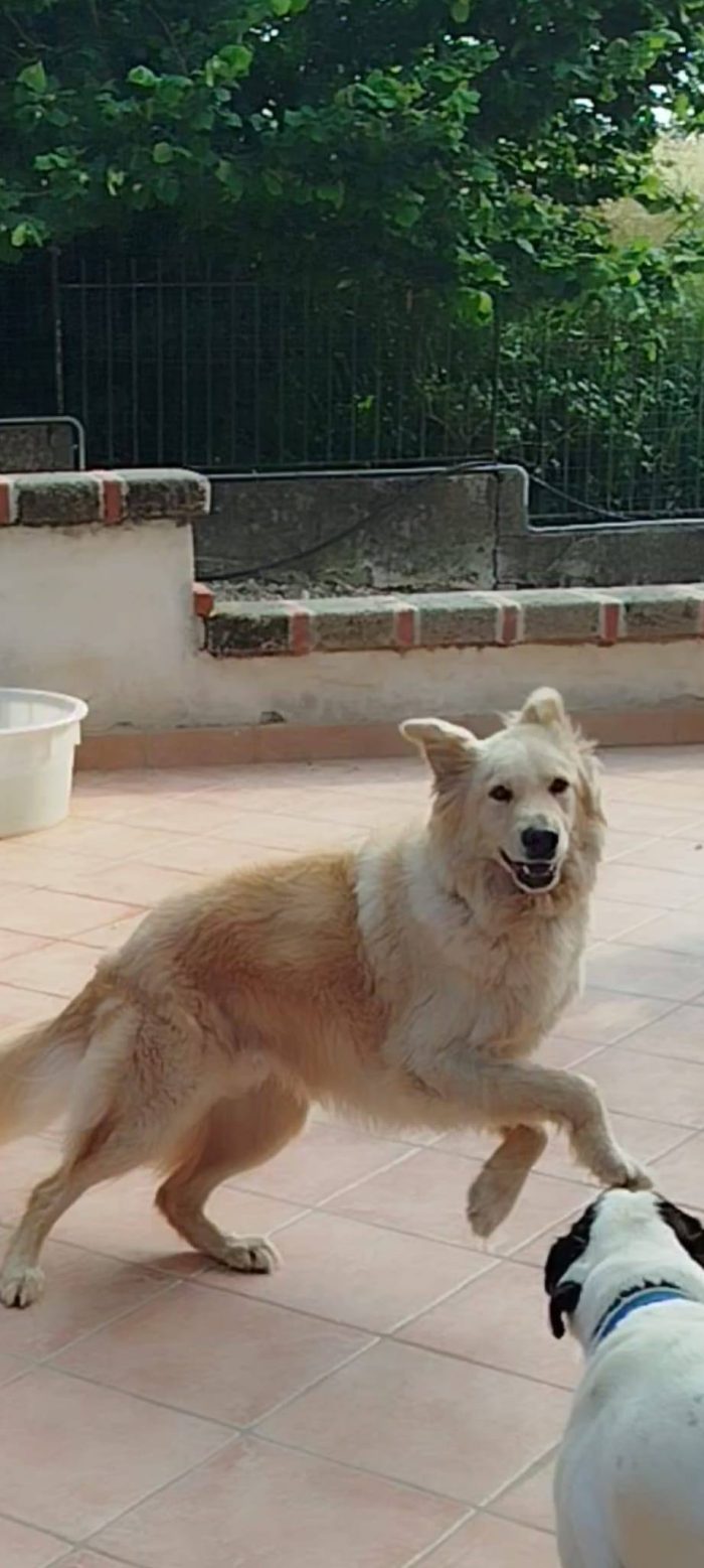 Master magnifico cane cerca adozione - media 4