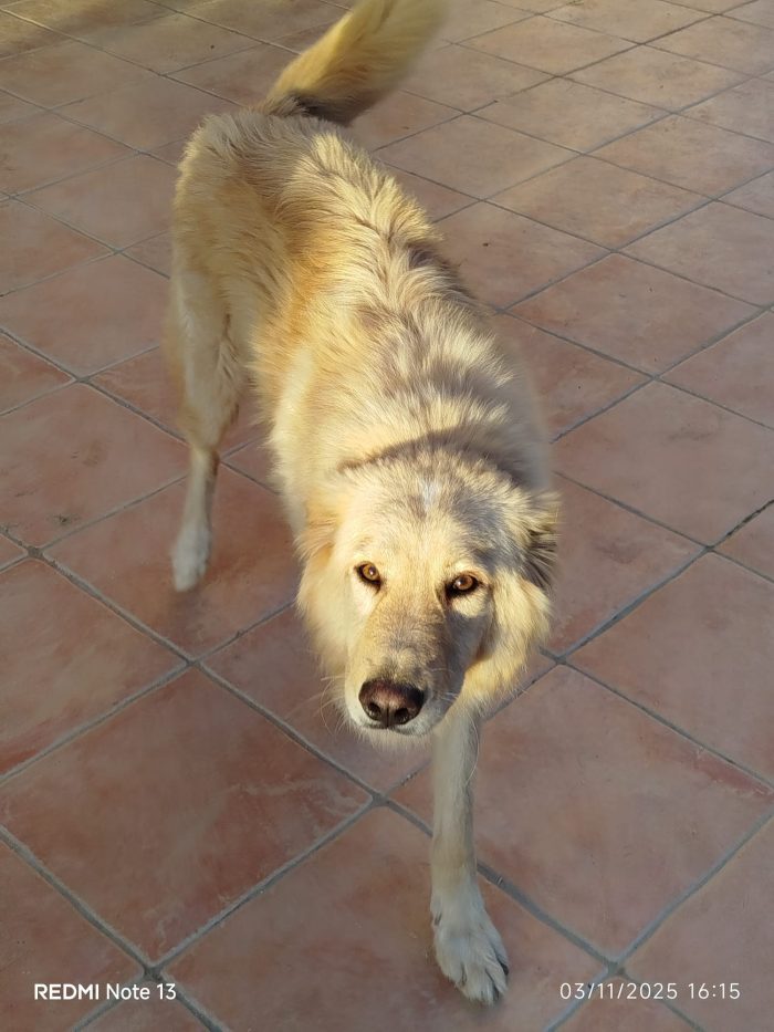Master magnifico cane cerca adozione - media 5
