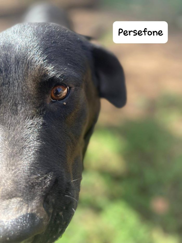 Persefone incantevole mix labrador