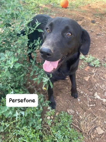 Persefone incantevole mix labrador - media 4