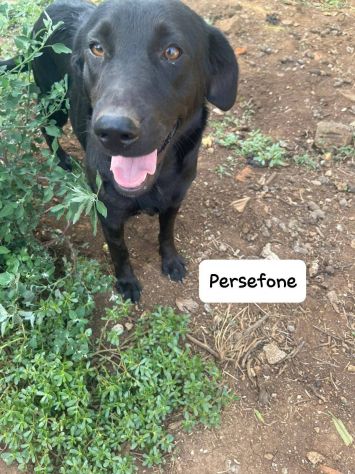 Persefone incantevole mix labrador