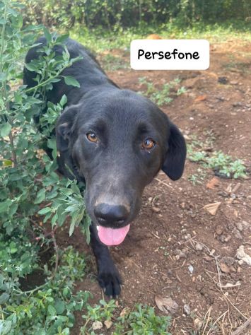 Persefone incantevole mix labrador - media 5
