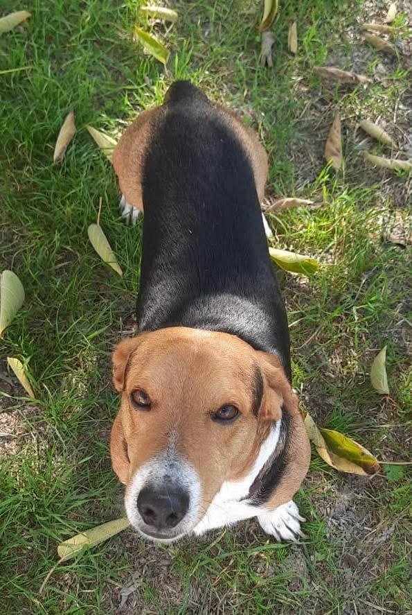 Bruno bellissimo incrocio tra beagle e bassotto