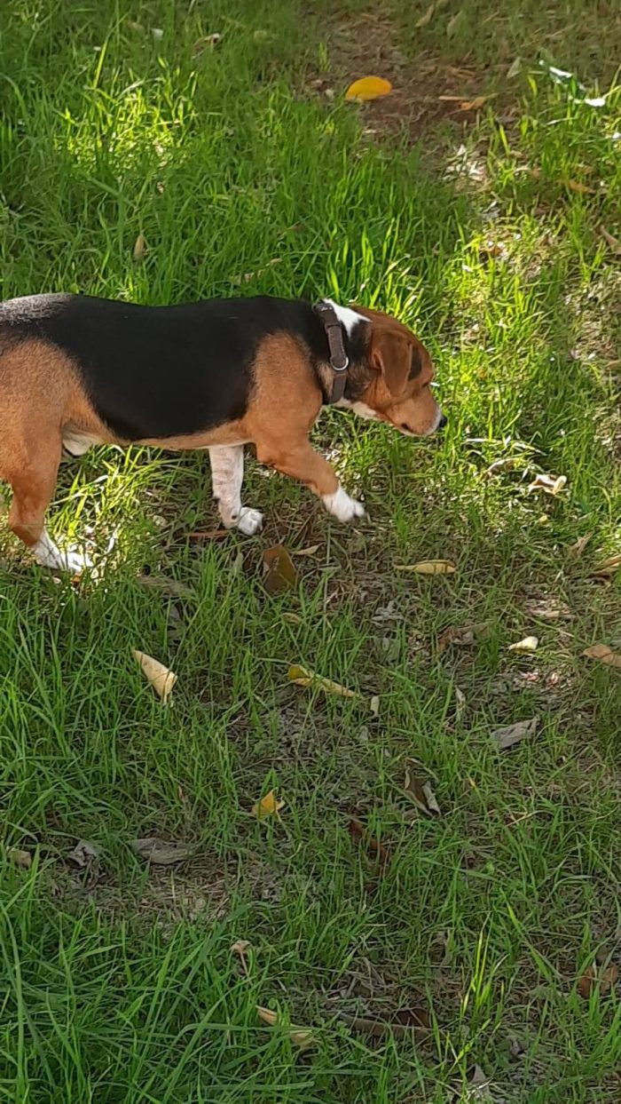Bruno bellissimo incrocio tra beagle e bassotto