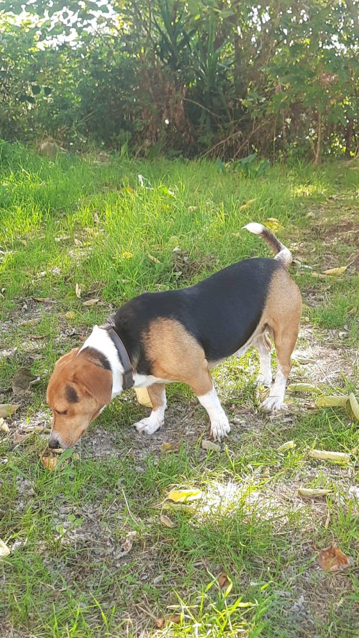 Bruno bellissimo incrocio tra beagle e bassotto
