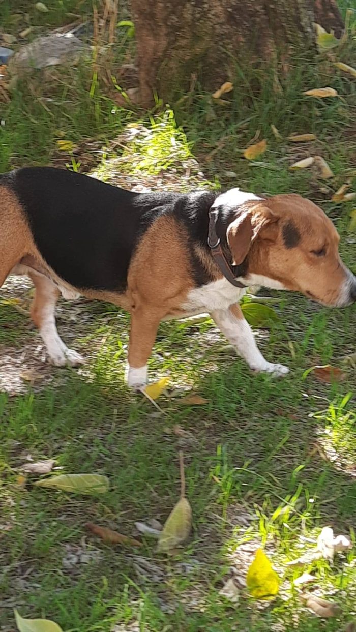 Bruno bellissimo incrocio tra beagle e bassotto - media 4