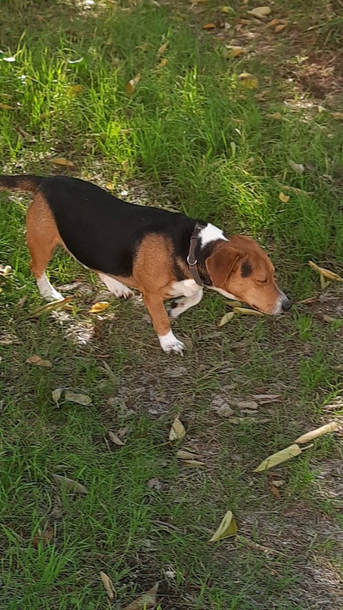 Bruno bellissimo incrocio tra beagle e bassotto - media 5