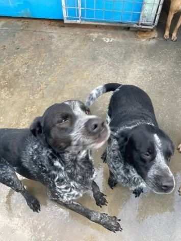 Max e Morgan fratelli in canile