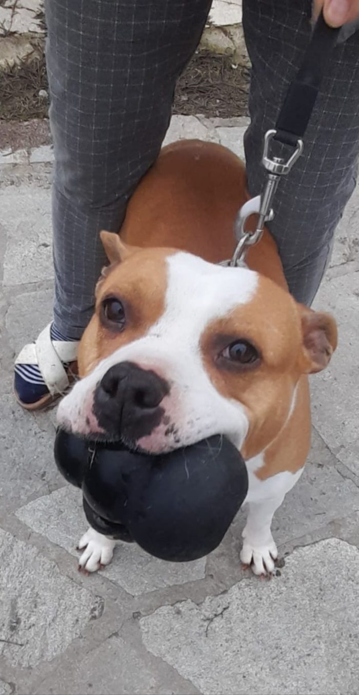 Adozione del cuore