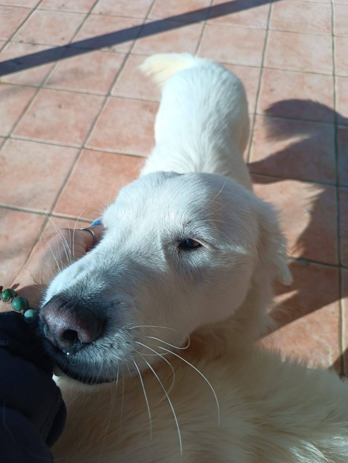 Nicolò