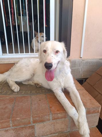 Neve adozione cane sordo - media 4