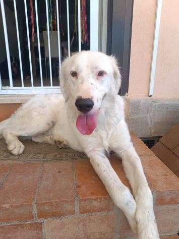 Neve adozione cane sordo - media 5