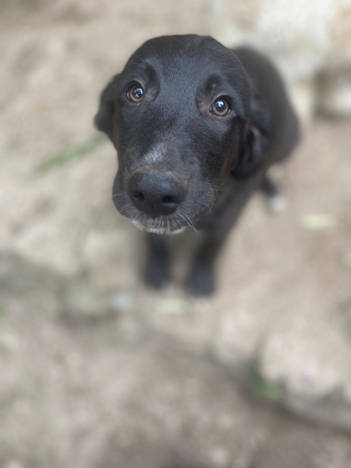 Merlot cucciolo