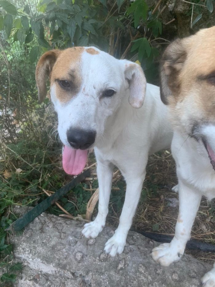 Isa dolcissima cagnolina