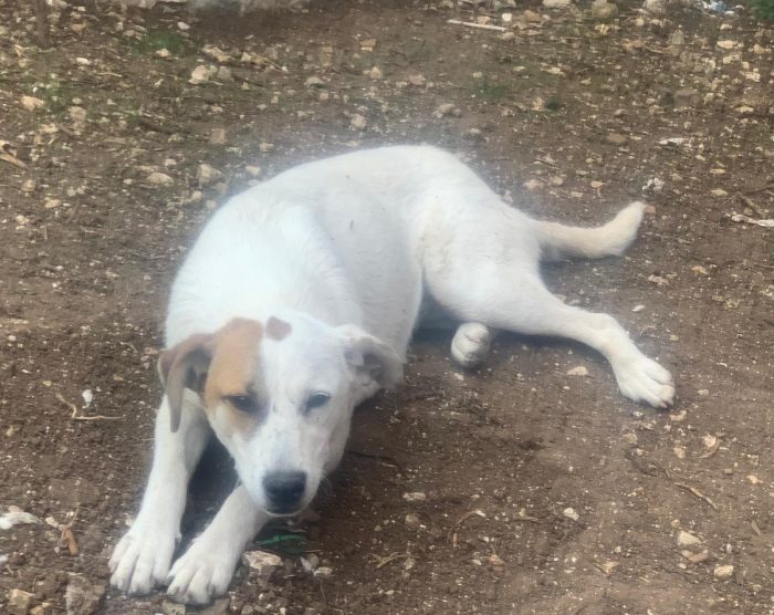 Isa dolcissima cagnolina