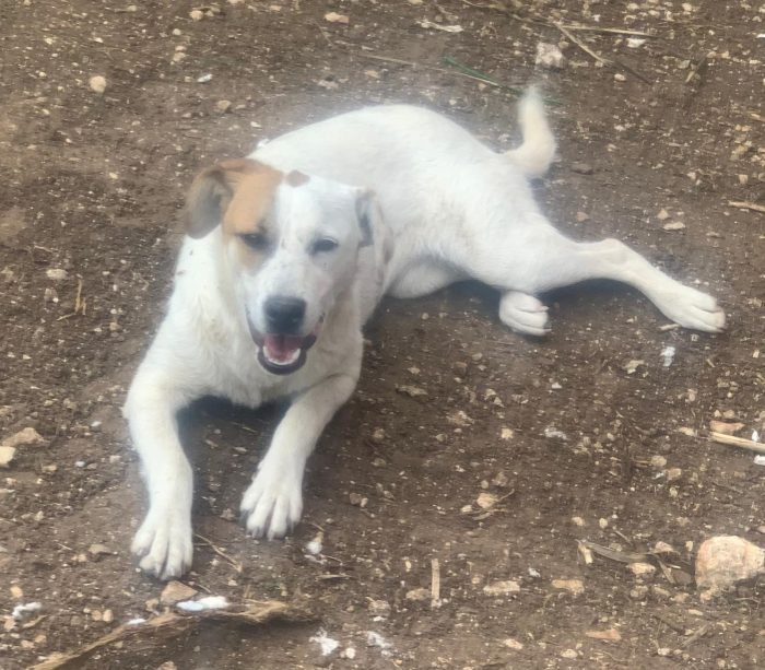 Isa dolcissima cagnolina