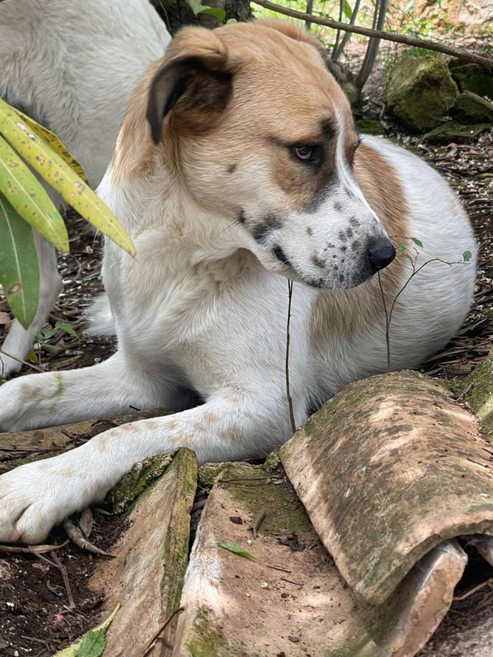 Sissotta - media 4