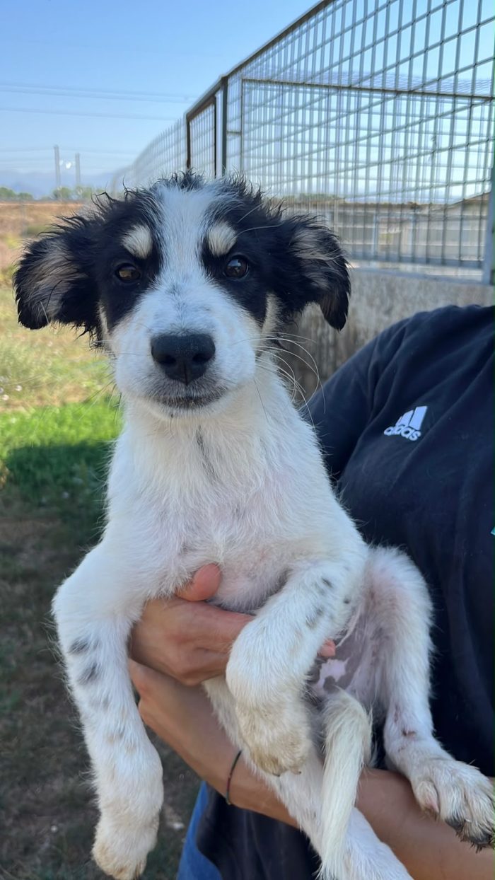 coco, bontà a 4 zampe