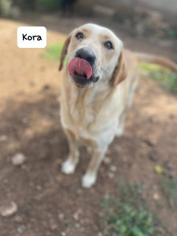 Kora simil Labrador - media 4