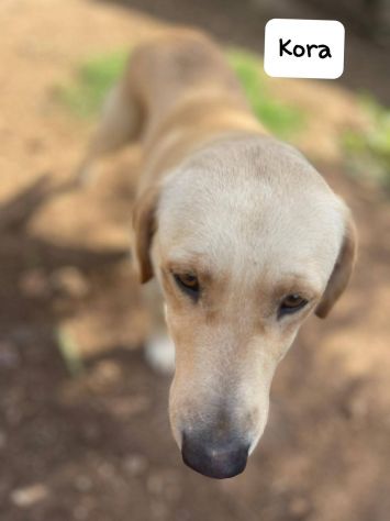 Kora simil Labrador