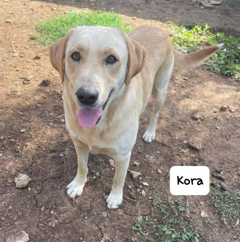 Kora simil Labrador