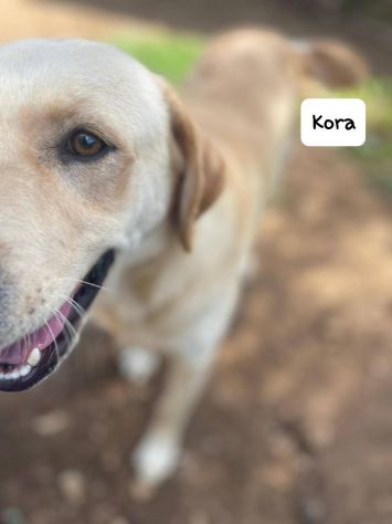 Kora simil Labrador - media 5