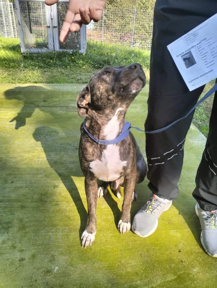 Apollo simil amstaff - media 5