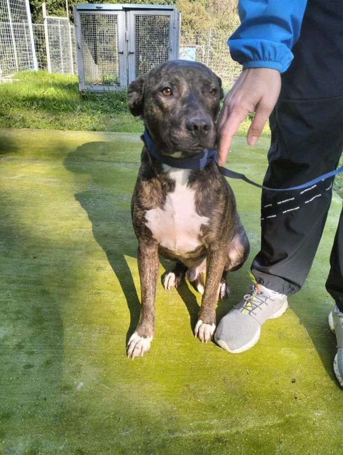 Apollo simil amstaff - media 4