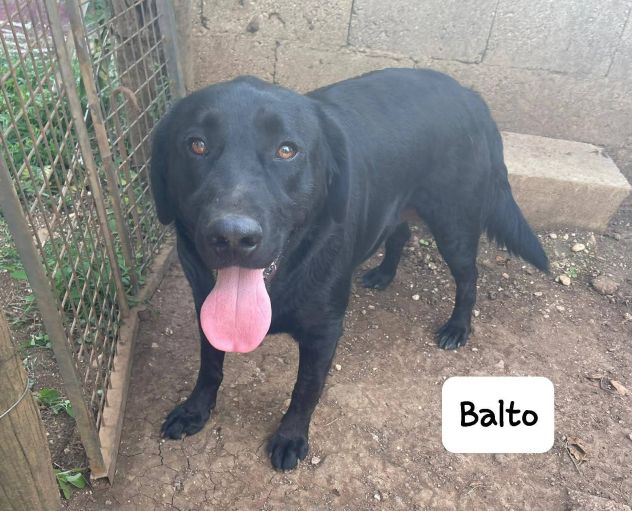 Balto