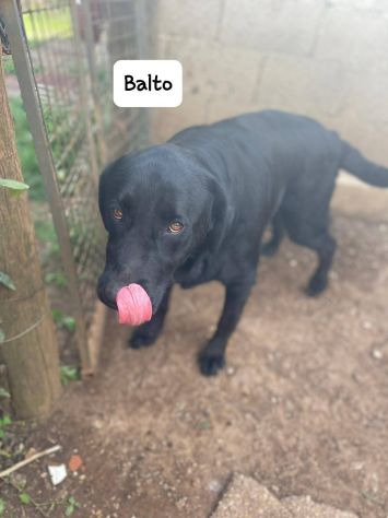 Balto