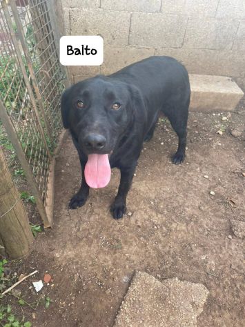 Balto