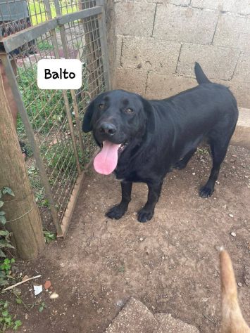 Balto - media 4
