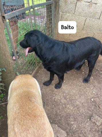 Balto - media 6