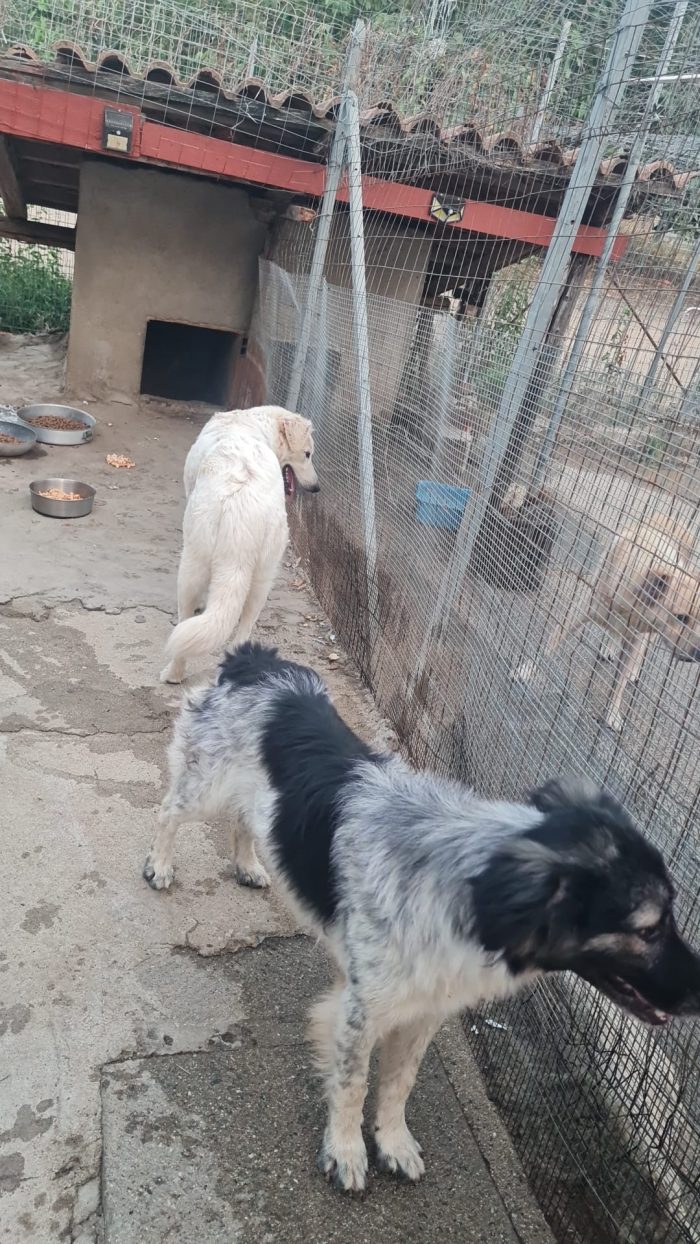 UNA MAMMA CORAGGIOSA CHE SOGNA UNA FAMIGLIA TUTTA SUA 🥹❤️ - media 5