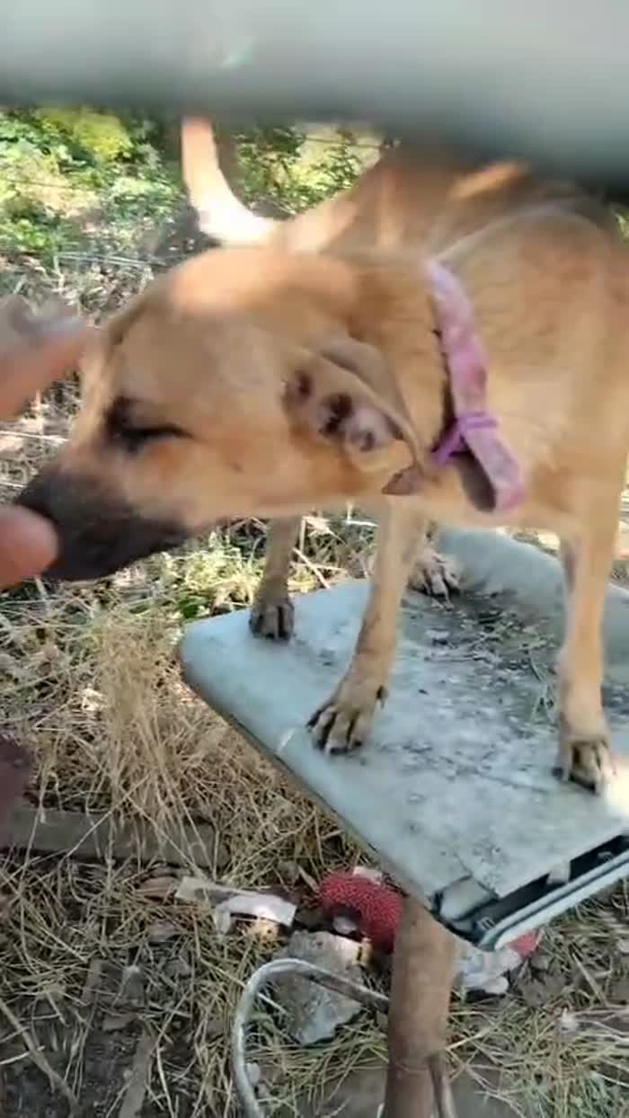 Stefy dolcissima cucciolina cerca casa - media 6