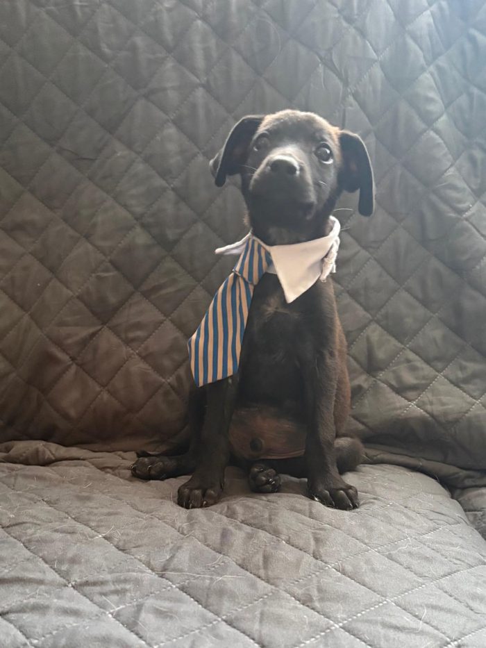 🐾CUCCIOLO CALIMERO CERCA LA SUA FAMIGLIA 🏠🐾