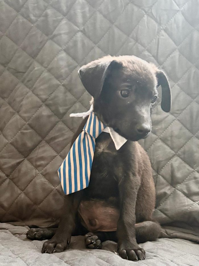 🐾CUCCIOLO CALIMERO CERCA LA SUA FAMIGLIA 🏠🐾