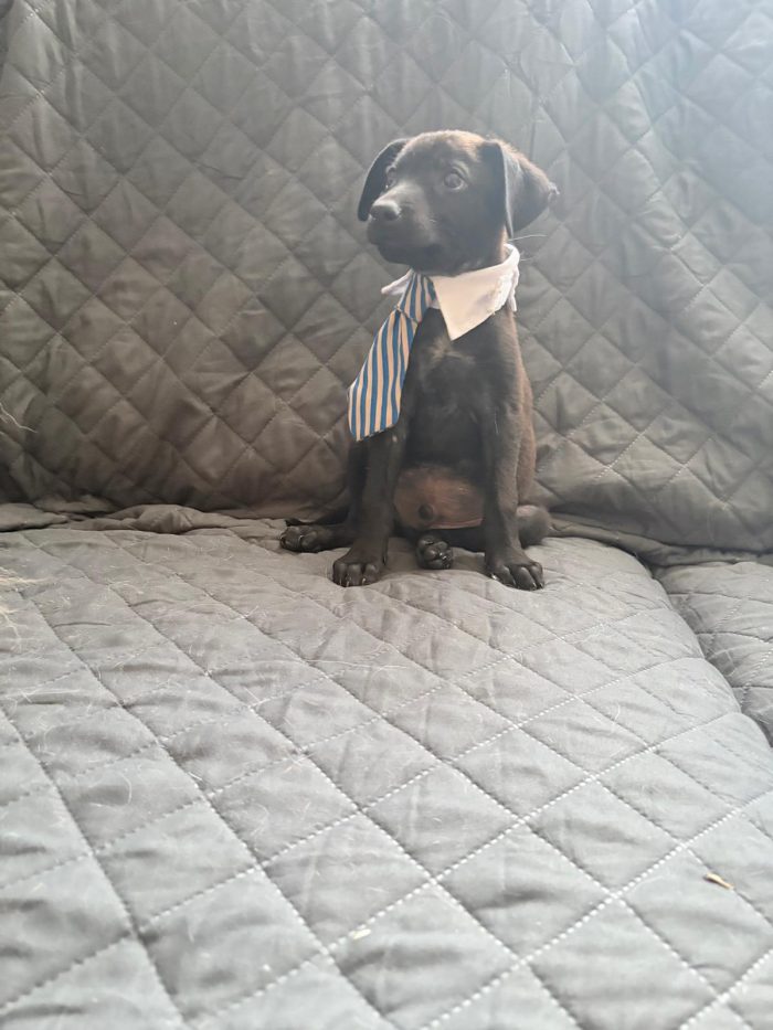 🐾CUCCIOLO CALIMERO CERCA LA SUA FAMIGLIA 🏠🐾