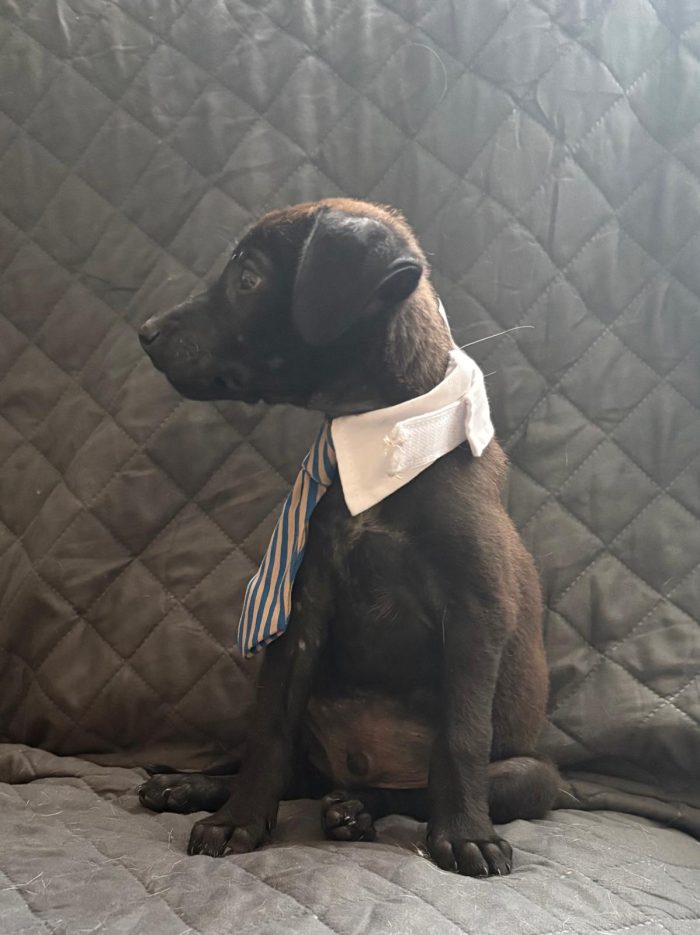 🐾CUCCIOLO CALIMERO CERCA LA SUA FAMIGLIA 🏠🐾 - media 4