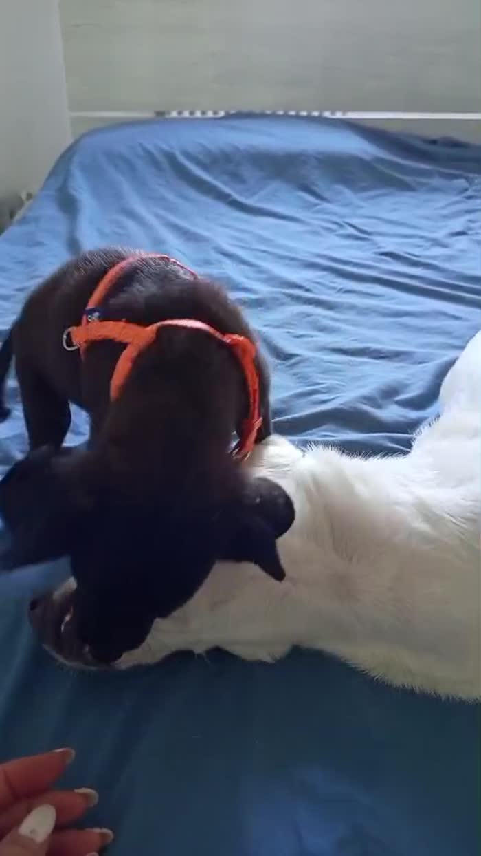 🐾CUCCIOLO CALIMERO CERCA LA SUA FAMIGLIA 🏠🐾 - media 5