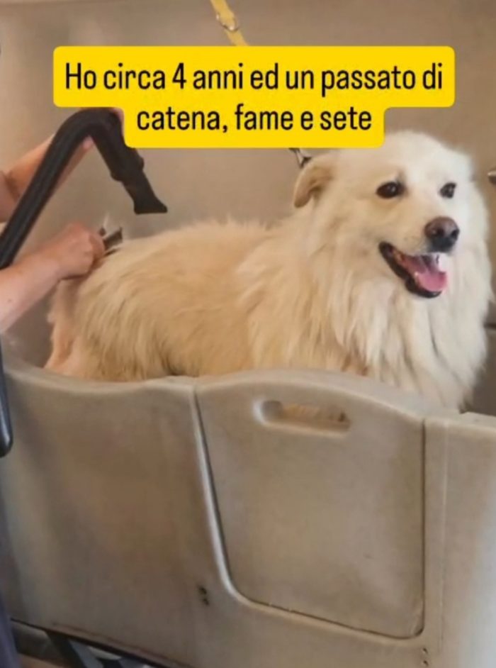 Fiorello 5anni,2 a catena solo,da 3 in box SOS CASA CON GIARDINO! NOVARA