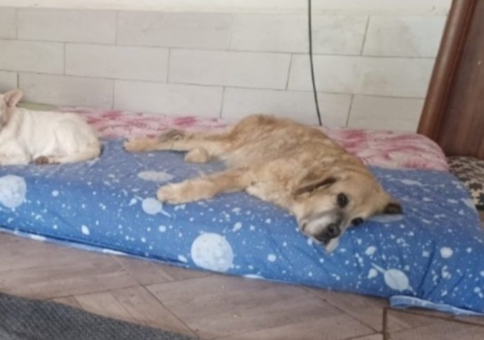 Sara ormai anziana..nata e cresciuta senza casa.ROMA