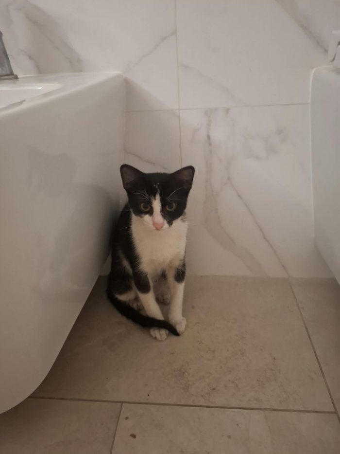 Piccolo e dolcissimo micetto in adozione