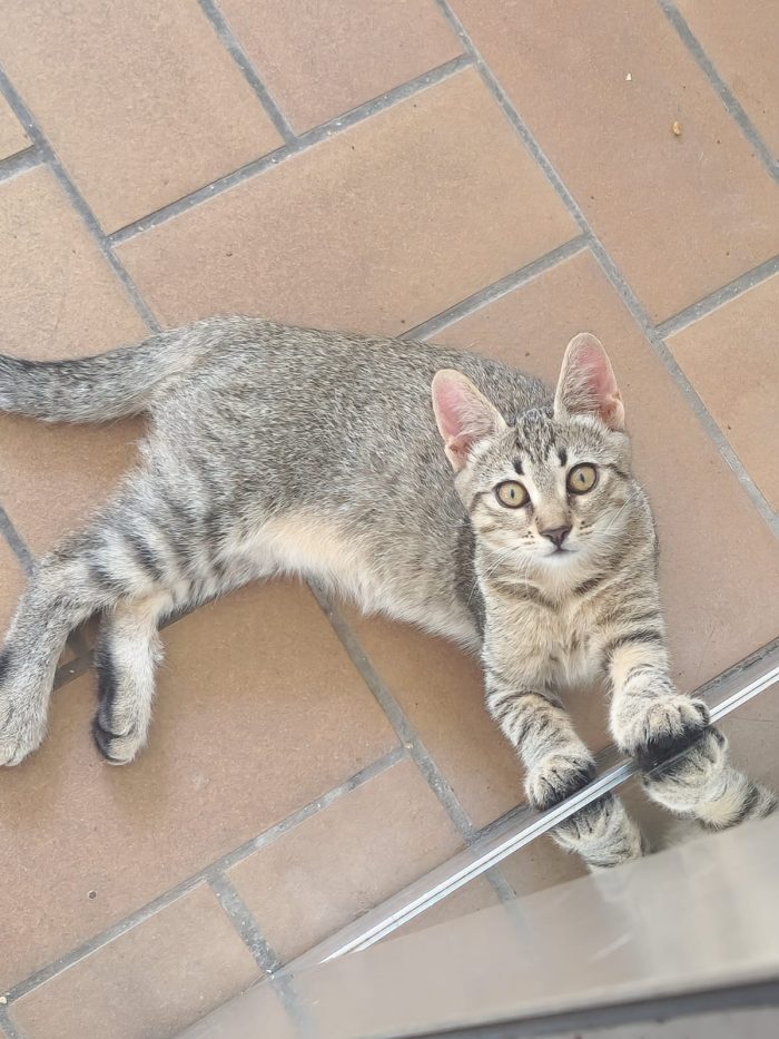 Gattini cercano urgentemente casa