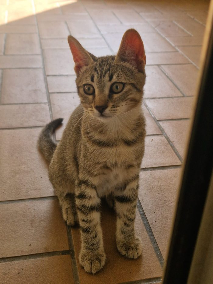 Gattini cercano urgentemente casa