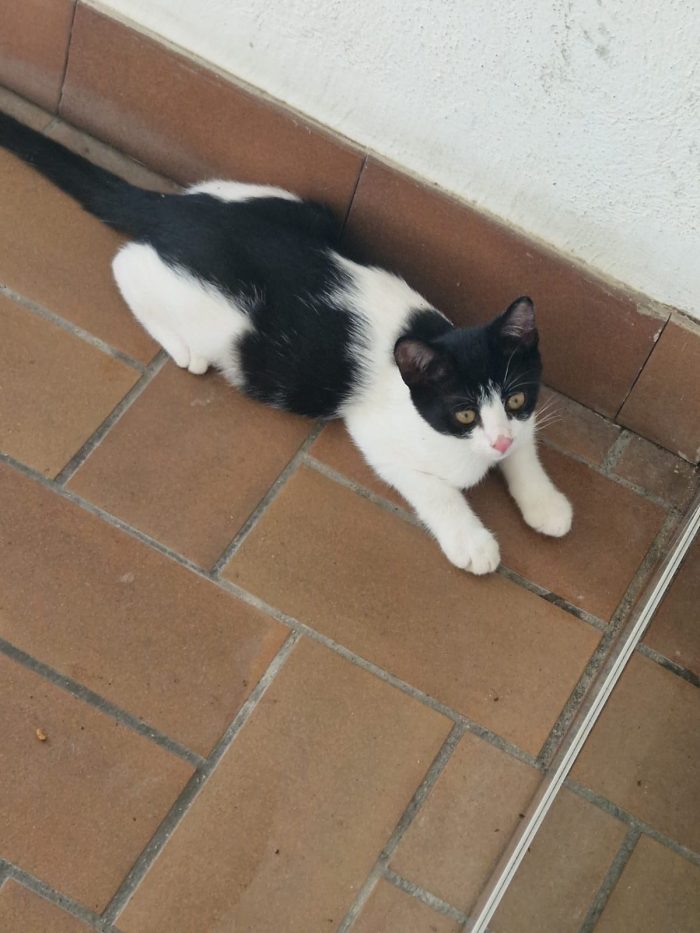 Gattini cercano urgentemente casa