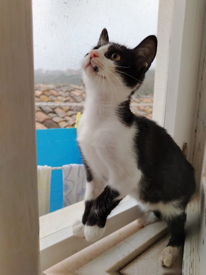 Sagat, giovane gatto in cerca di famiglia