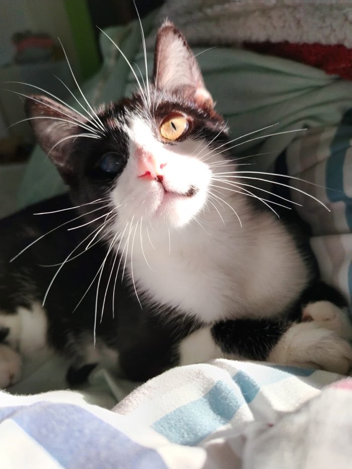 Sagat, giovane gatto in cerca di famiglia